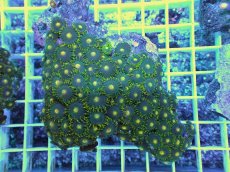 画像1: No.19 フィジー産 マメスナギンチャク (1)