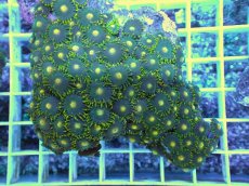 画像2: No.19 フィジー産 マメスナギンチャク (2)