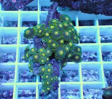 画像1: No.20 フィジー産 マメスナギンチャク (1)