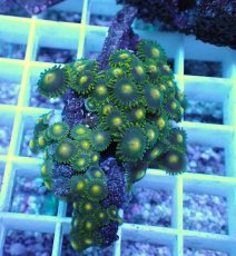 画像2: No.20 フィジー産 マメスナギンチャク (2)