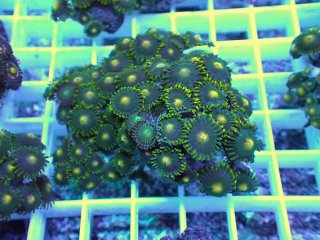 オオバナサンゴ　グリーンマルチ No.53 フィジー産 オオバナサンゴ グリーンマルチを買うならアクア