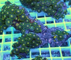 画像1: No.22 フィジー産 マメスナギンチャク (1)