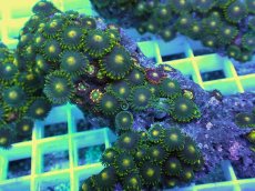 画像2: No.22 フィジー産 マメスナギンチャク (2)