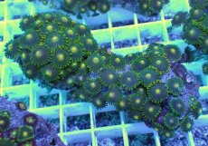 画像1: No.23 フィジー産 マメスナギンチャク (1)