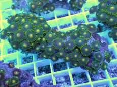 画像2: No.23 フィジー産 マメスナギンチャク (2)