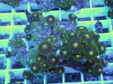 画像1: No.24 フィジー産 マメスナギンチャク (1)