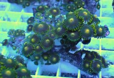 画像2: No.24 フィジー産 マメスナギンチャク (2)