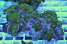 画像1: No.25 フィジー産 マメスナギンチャク (1)