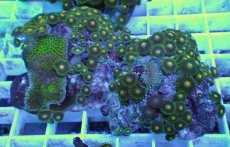 画像2: No.25 フィジー産 マメスナギンチャク (2)