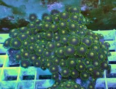 画像1: No.26 フィジー産 マメスナギンチャク (1)