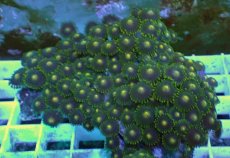 画像2: No.26 フィジー産 マメスナギンチャク (2)