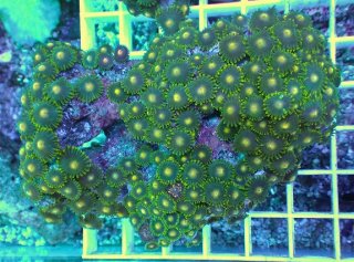 No.59 ナガレハナサンゴ 茎グリーンを買うならアクアスタイルユー 大阪