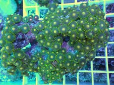 画像2: No.27 フィジー産 マメスナギンチャク (2)