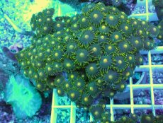 画像1: No.28 フィジー産 マメスナギンチャク (1)