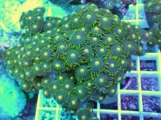 画像2: No.28 フィジー産 マメスナギンチャク (2)