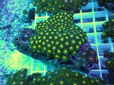 画像1: No.29 フィジー産 マメスナギンチャク (1)