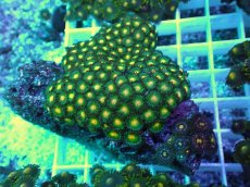 画像2: No.29 フィジー産 マメスナギンチャク (2)