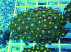 画像1: No.30 フィジー産 マメスナギンチャク (1)