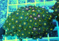 画像2: No.30 フィジー産 マメスナギンチャク (2)