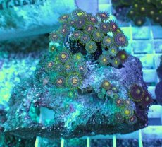 画像1: No.31 ベトナム産 マメスナギンチャク (1)