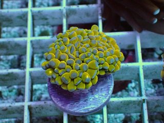 フラワーコーラルを買うならアクアスタイルユー｜大阪からサンゴを全国