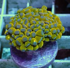 画像2: No.1 ミニゴールドトーチ　スペシャルカラー (2)