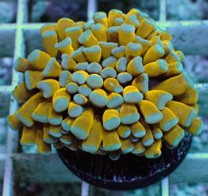 画像1: No.2 ミニゴールドトーチ　スペシャルカラー (1)