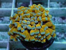 画像2: No.2 ミニゴールドトーチ　スペシャルカラー (2)