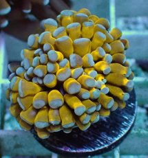 画像1: No.3 ミニゴールドトーチ　スペシャルカラー (1)