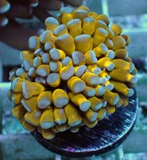 画像2: No.3 ミニゴールドトーチ　スペシャルカラー (2)