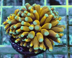 画像1: No.4 ミニゴールドトーチ　スペシャルカラー (1)