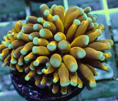 画像2: No.4 ミニゴールドトーチ　スペシャルカラー (2)