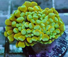 画像1: No.5 ミニゴールドトーチ　スペシャルカラー (1)