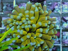 画像1: No.6 ミニゴールドトーチ　スペシャルカラー (1)