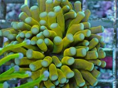 画像2: No.6 ミニゴールドトーチ　スペシャルカラー (2)