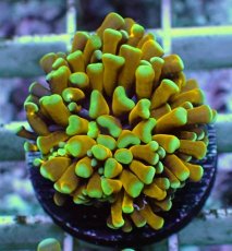 画像1: No.7 ミニゴールドトーチ　スペシャルカラー (1)