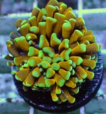 画像2: No.7 ミニゴールドトーチ　スペシャルカラー (2)