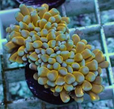 画像1: No.8 ミニゴールドトーチ　スペシャルカラー (1)