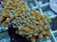 画像2: No.8 ミニゴールドトーチ　スペシャルカラー (2)