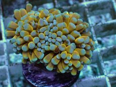 画像1: No.9 ミニゴールドトーチ　スペシャルカラー (1)