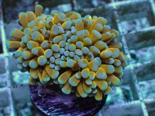 フラワーコーラルを買うならアクアスタイルユー｜大阪からサンゴを全国