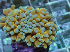 画像2: No.9 ミニゴールドトーチ　スペシャルカラー (2)