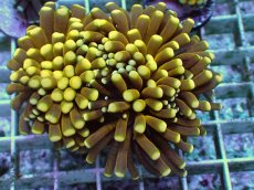 画像1: No.10 ミニゴールドトーチ　スペシャルカラー (1)