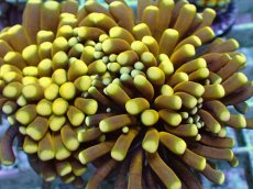 画像2: No.10 ミニゴールドトーチ　スペシャルカラー (2)