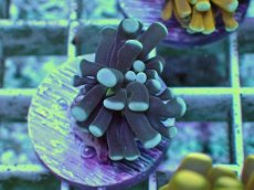 画像1: No.11 ミニモノクロトーチ　 (1)