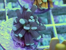 画像2: No.11 ミニモノクロトーチ　 (2)