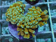 画像1: No.12 ミニゴールドトーチ　スペシャルカラー (1)