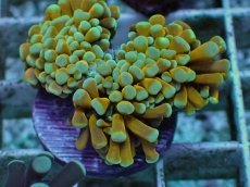 画像2: No.12 ミニゴールドトーチ　スペシャルカラー (2)