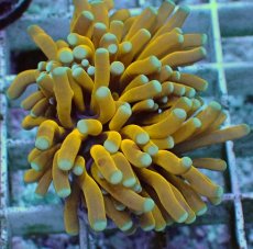 画像1: No.13 ミニゴールドトーチ　スペシャルカラー (1)