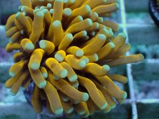 画像2: No.13 ミニゴールドトーチ　スペシャルカラー (2)